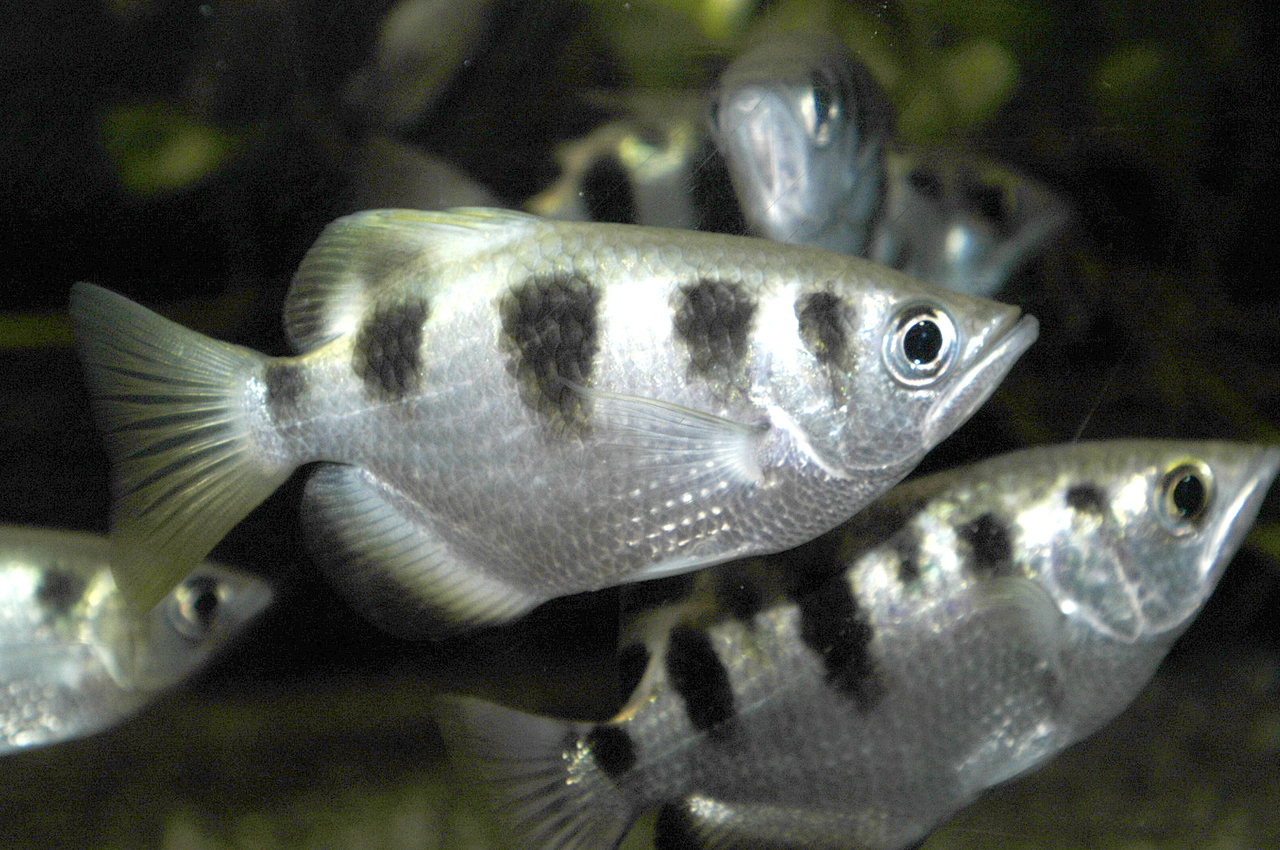 Toxotes jaculatrix (Pesce arciere)